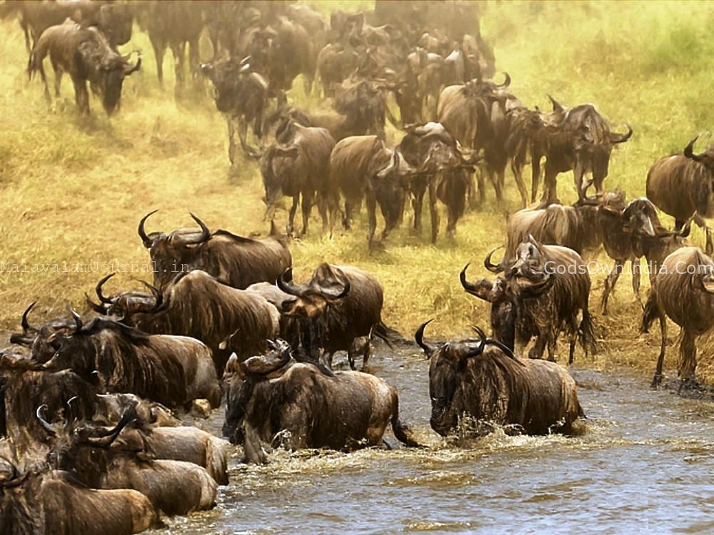 migration