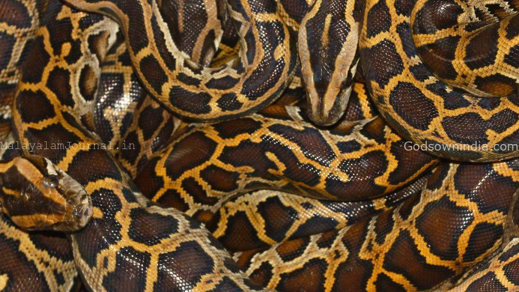 snake