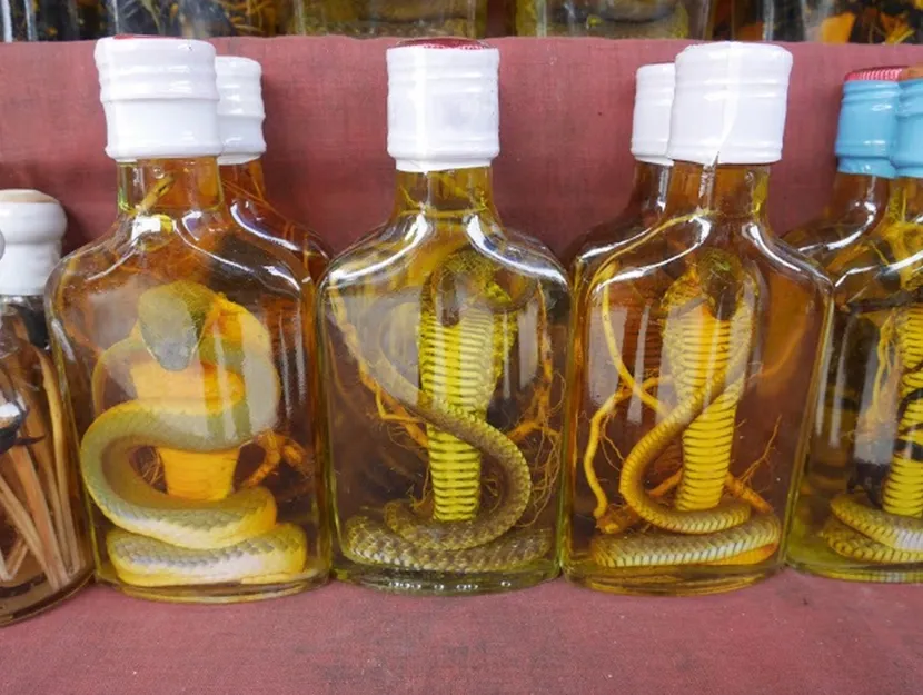 snake