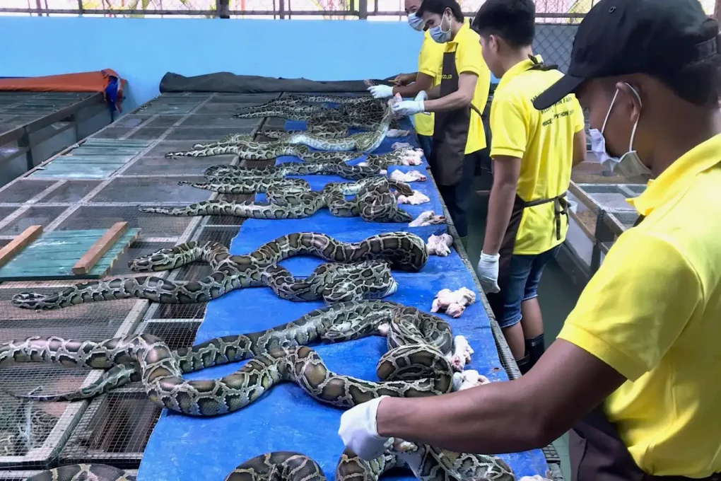 Exploring Snake Cuisine in Asia: Pythons and Cobras on the Menu