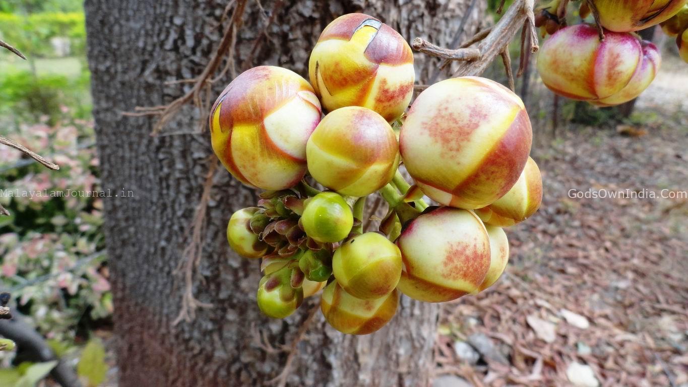 cannon ball tree