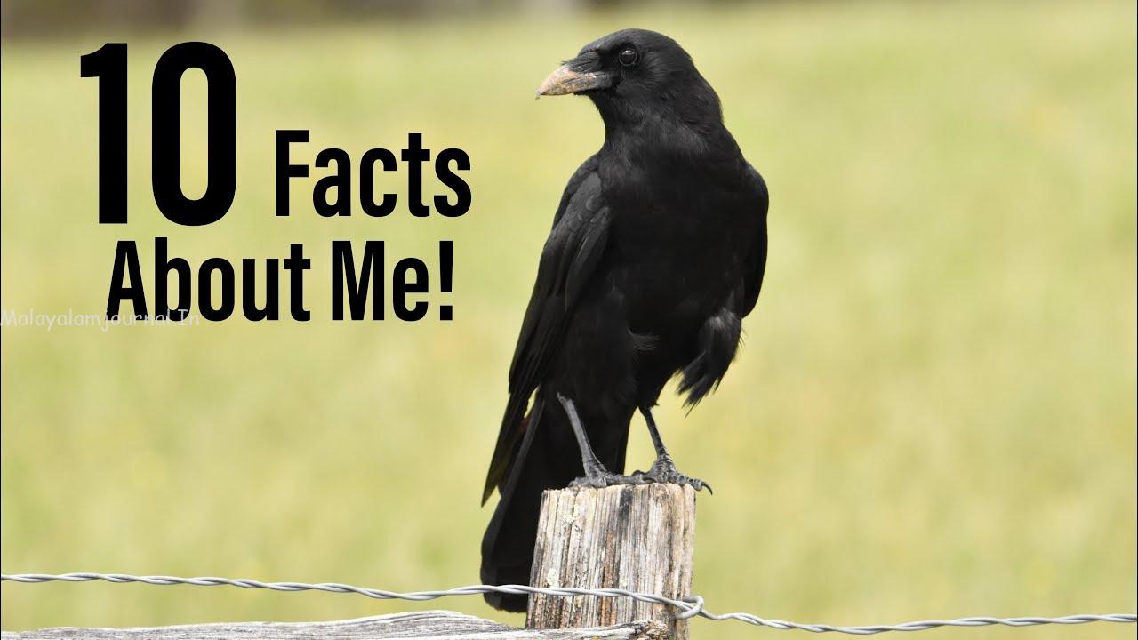 Do Crows Live Everywhere? Global Crow Habitat Facts