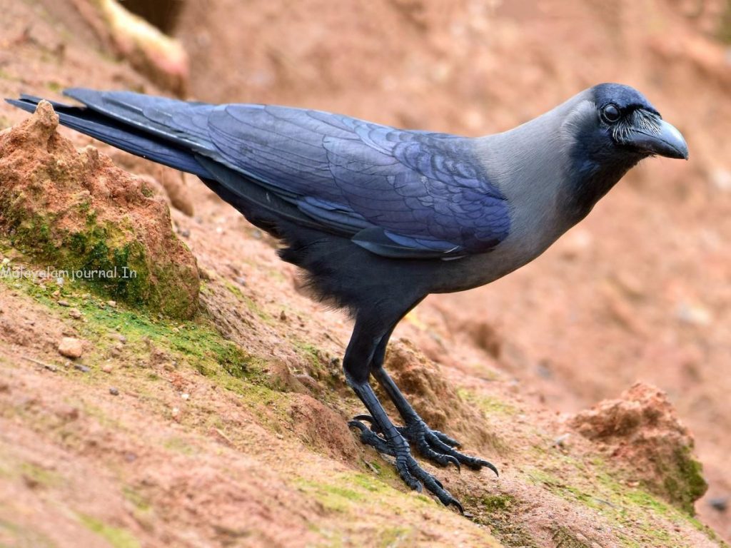 Crow Global Habitats & Facts Guide