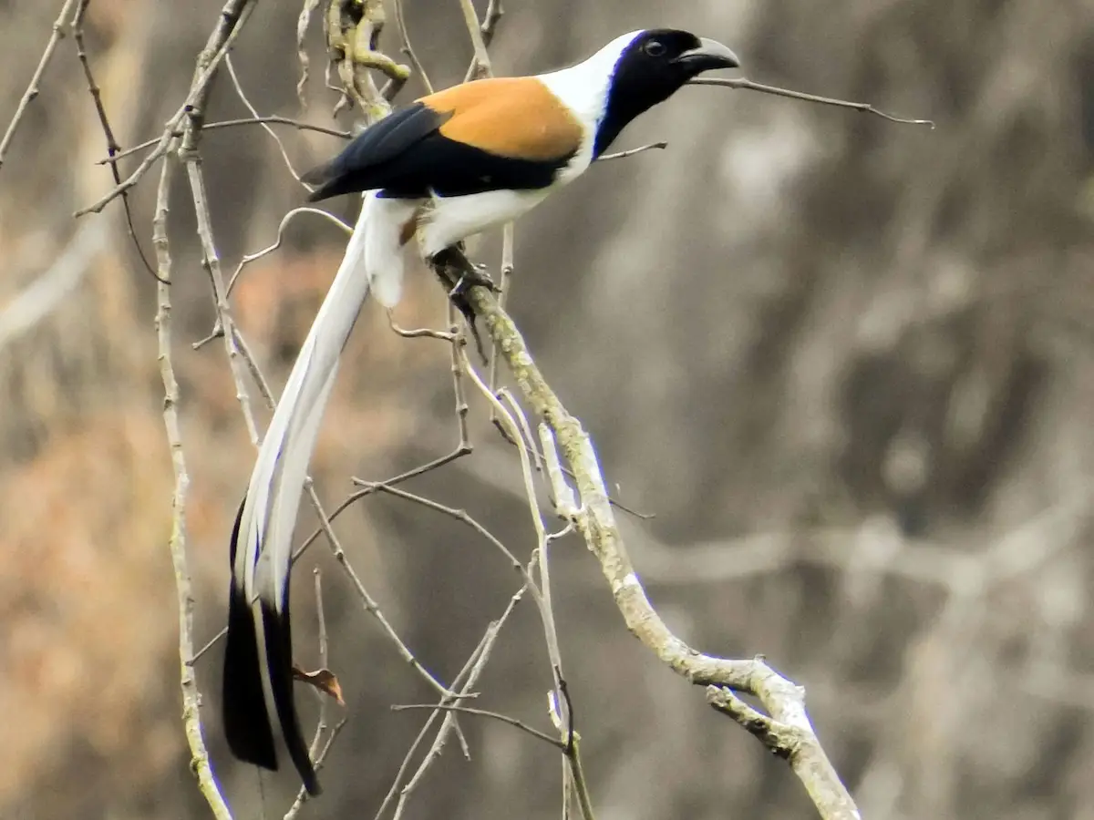 Dendrocitta leucogastra
