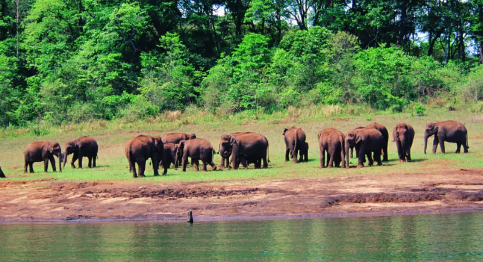 Periyar Wildlife Sanctuary Guide