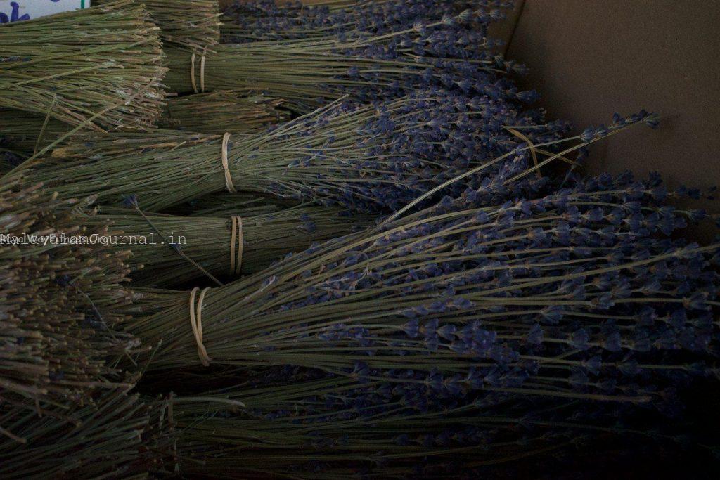 Bundles of dried lavender tied with bands.