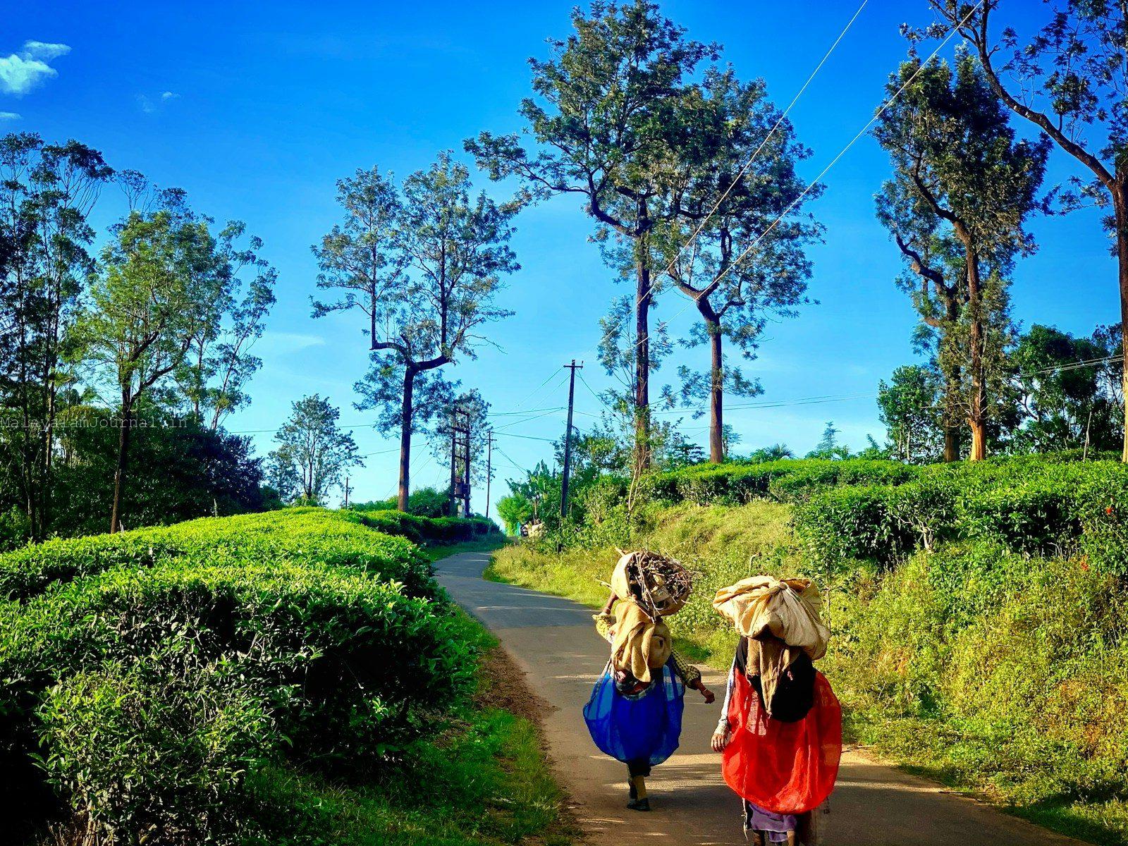 people walking on pathway between green grass field during daytime