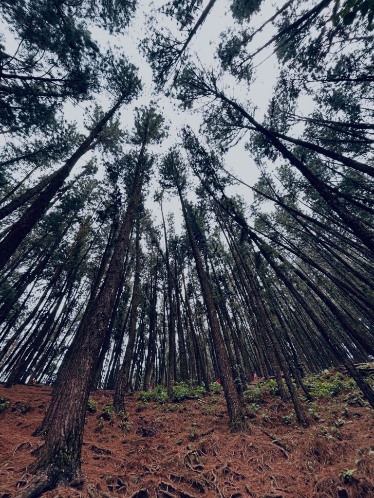 _kavattaaa_Vagamon tourism places