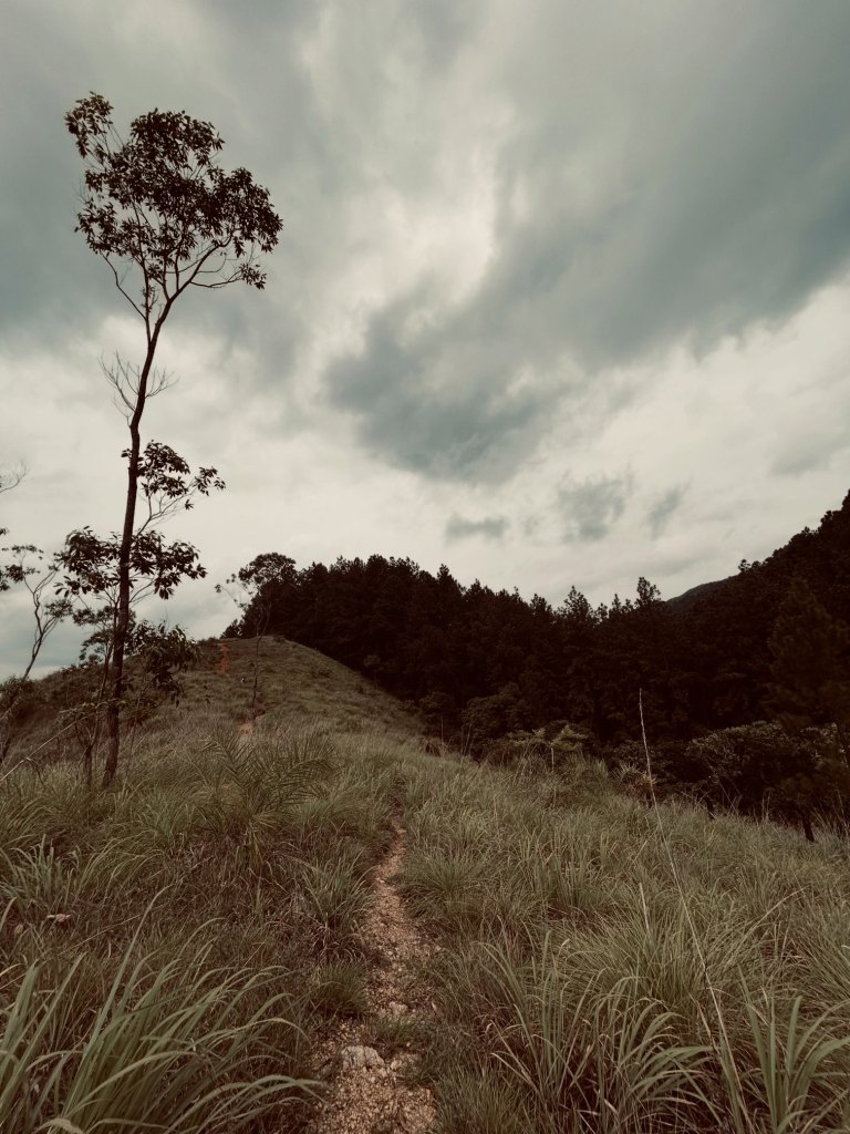 _kavattaaa_Pine Forest Kerala